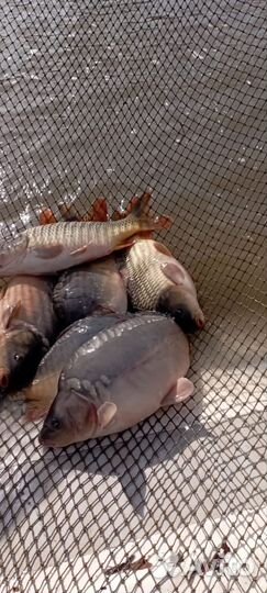 Живая рыба оптом карп амур