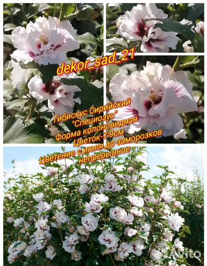 Гибискусы Сирийские махровые почта/сдек