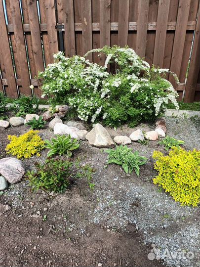 Растения для сада