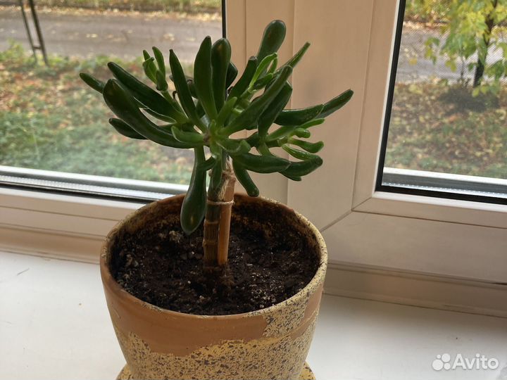 Толстянка хоббит