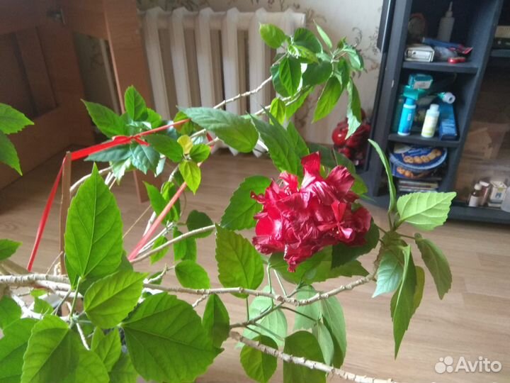 Гибискус китайская роза