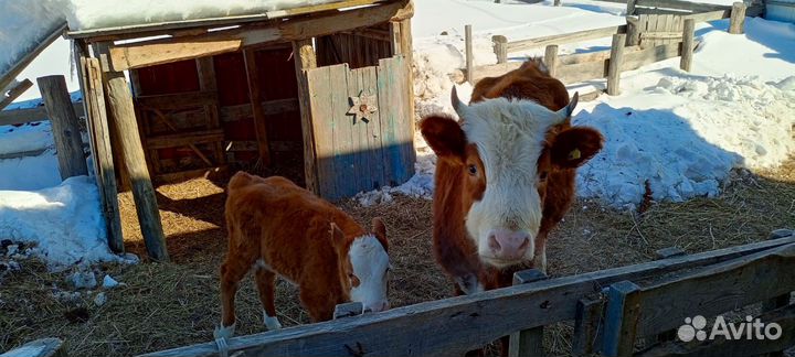 Продаётся первотелка