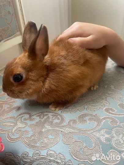 Декоративный кролик мальчик