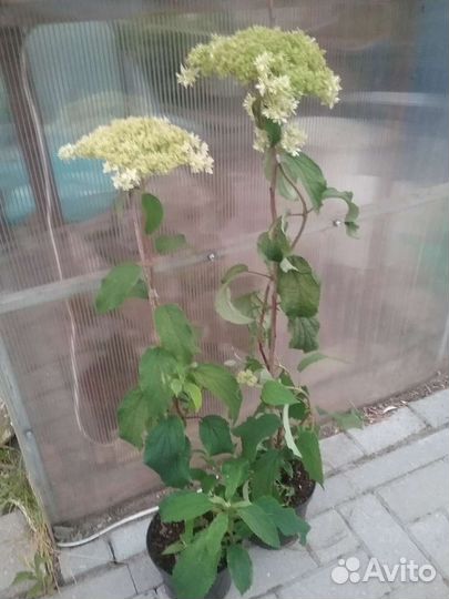 Гортензия древовидная махровая Звездный взрыв