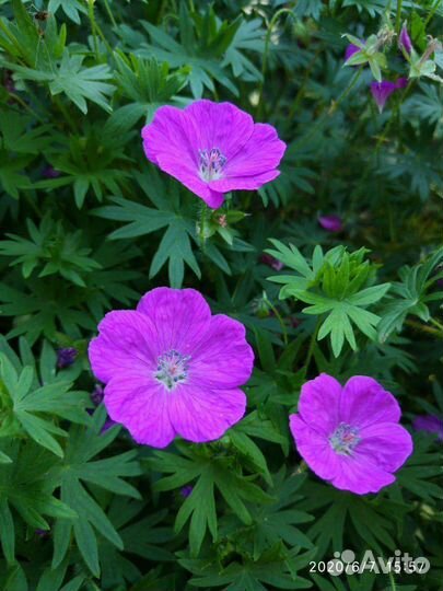 Многолетники