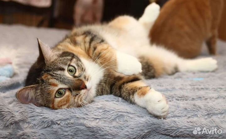 Котодевочка по имени Обнимашка ищет семью