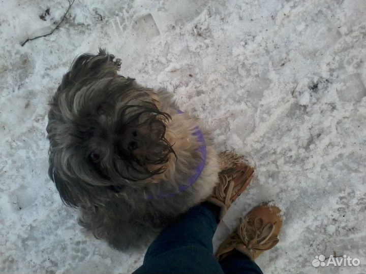 Дрессировка собак