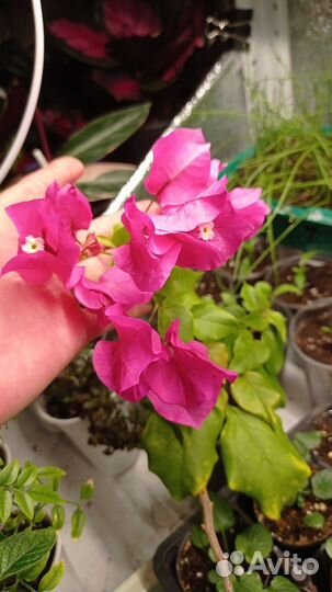 Бугенвиллея розовая