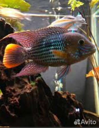 Яркие рыбки. Апистограммы