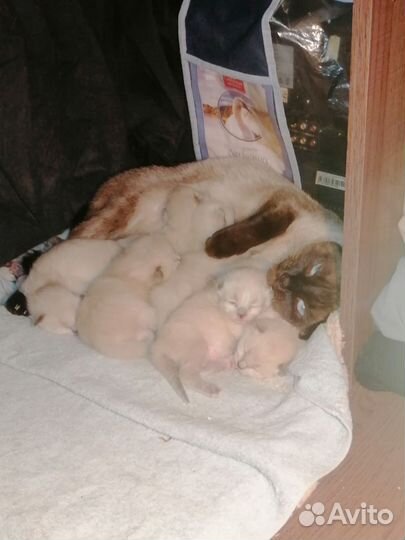 Тайские котята