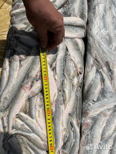Рыба Корюшка 17см+ опт/розница
