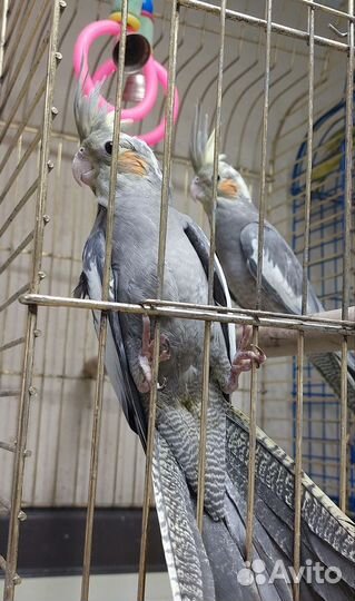 Попугай карелла птенцы