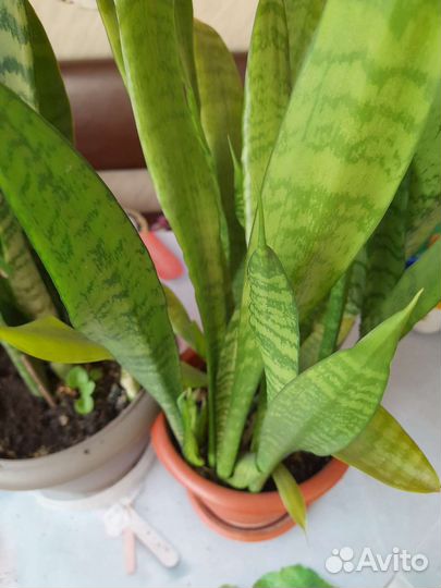 Папирус, сенсевиерия,сингониум