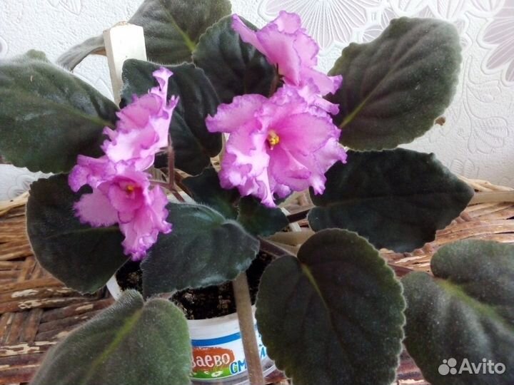 Фиалка розовая махровая