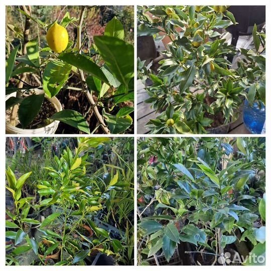 Зкс мандарин, лимон, кумкват, апельсин