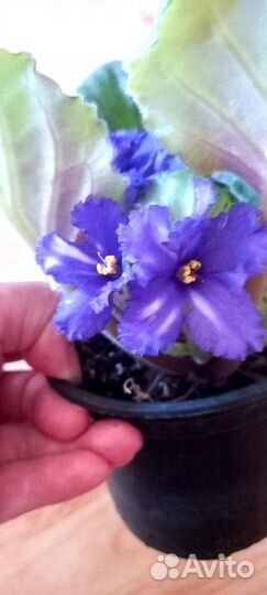 Фиалки цветущие в горшке