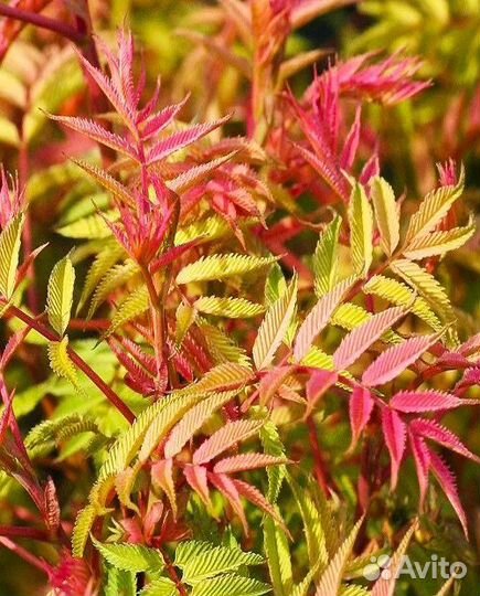 Рябинник рябинолистный Сэм