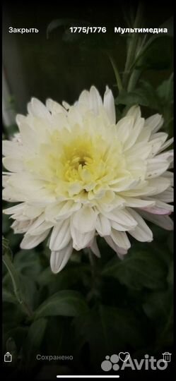 Хризантемы