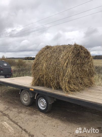 Солома овсяная с зерном в рулонах 500 кг