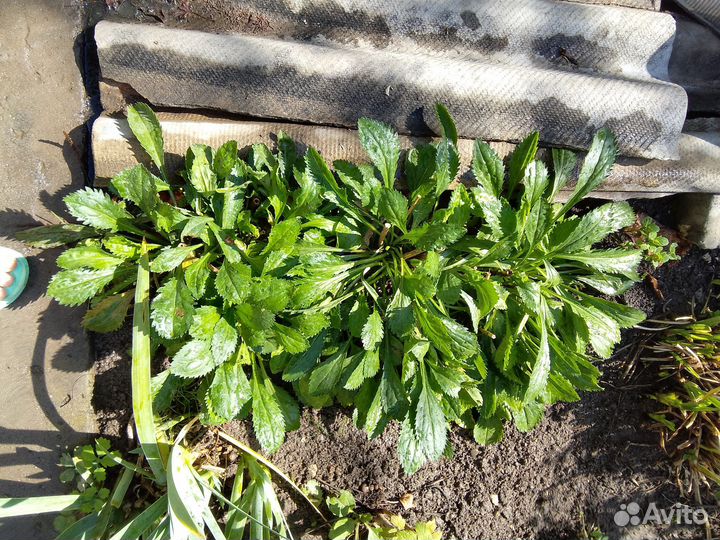 Ромашка белая крупная