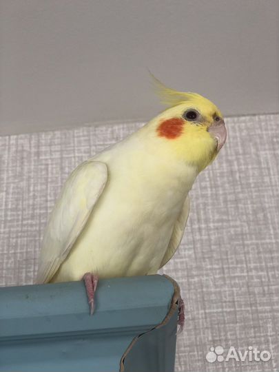 Передержка животных