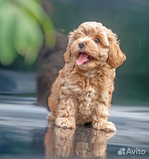 Щенки мальтипу