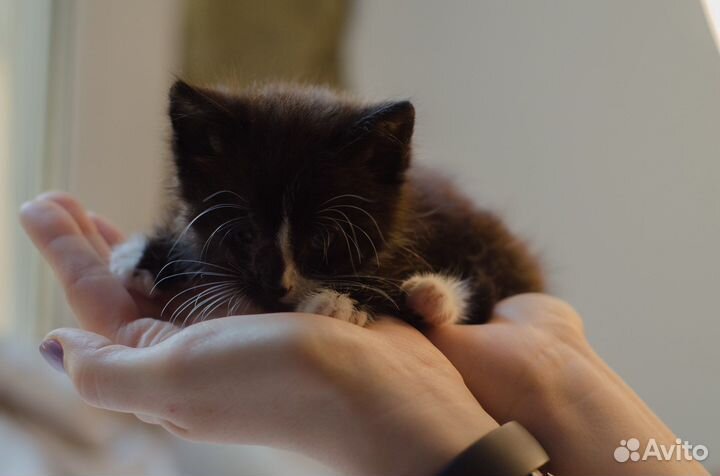 Котенок в добрые руки