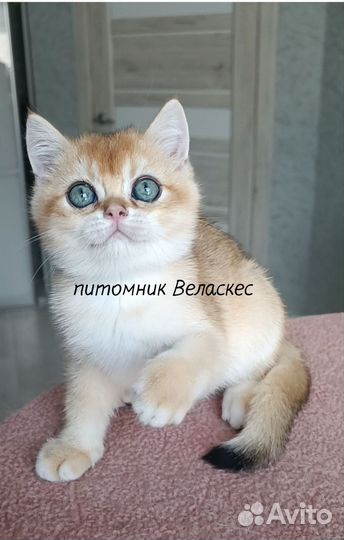 Золотой британский котенок ny 11