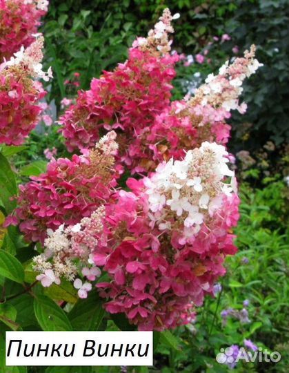 Гортензии метельчатые 3 года