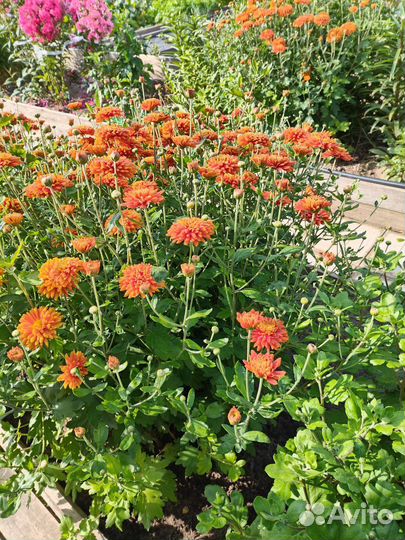 Саженцы хризантем