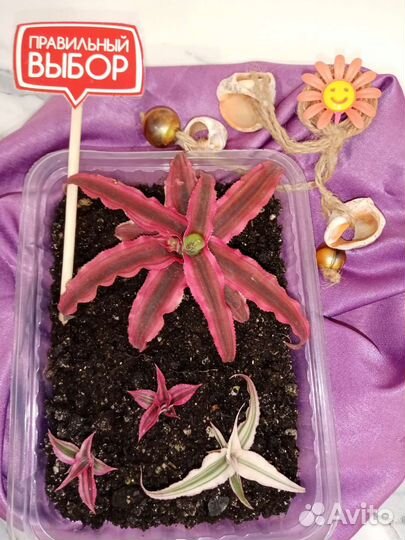 Сциндапсус, эпипремнум