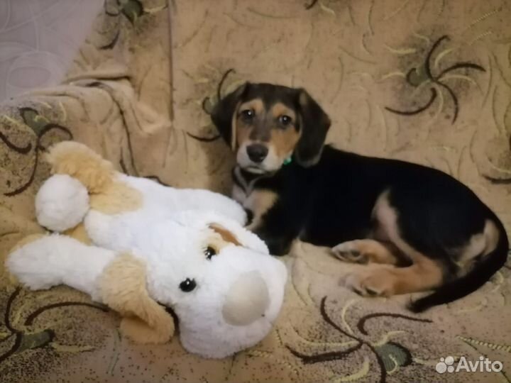 Щенок в добрые руки