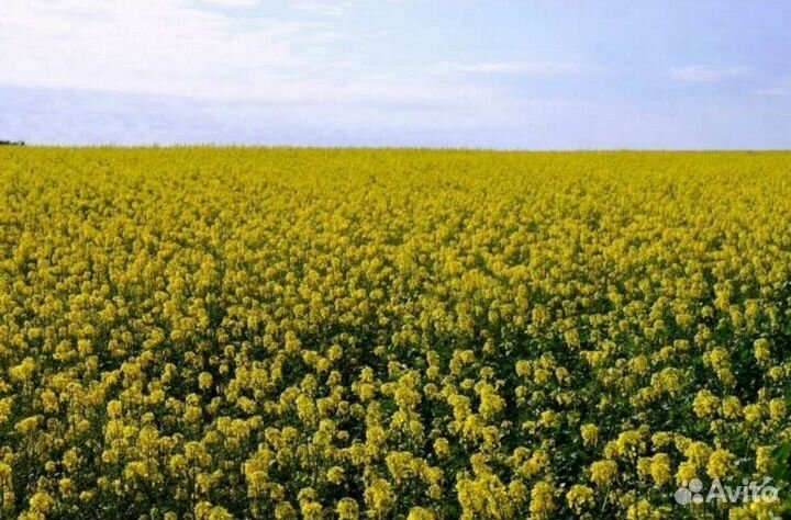 Горчица сидераты от 20 кг