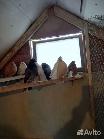 Птицы голуби