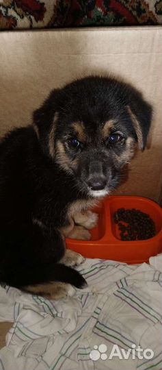 Щенок в коробке