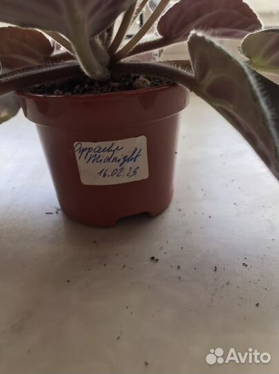 Цветущие фиалки сорта Apache Midnight