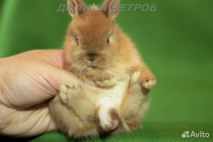 Кролик мальчик минор желтый оттер