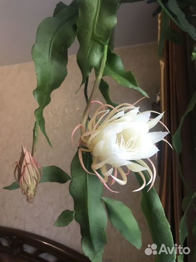 Продам отросток цветка кадупул (царица ночи)