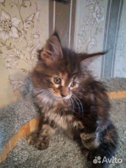 Котята мейн-кун