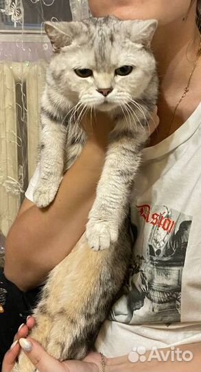 Отдам в добрые руки кошку