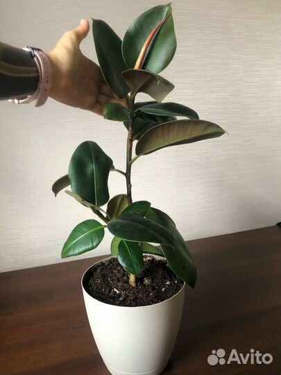 Фикус каучуконосный