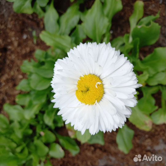 Маргаритка