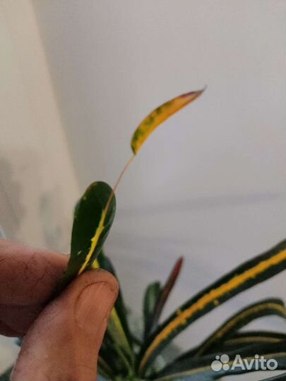 Кротон ред банана