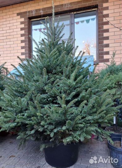 Ель живая в горшке 1.2м
