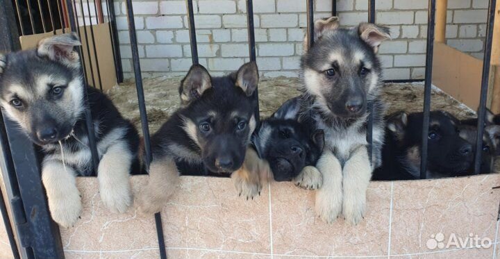 Крупные щенки вео овчарок -чепрачные и черные