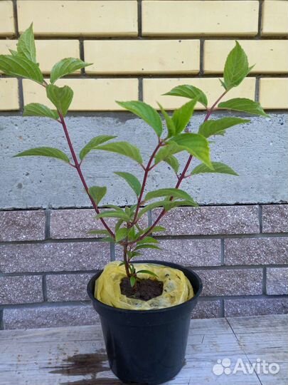 Гортензия метельчатая