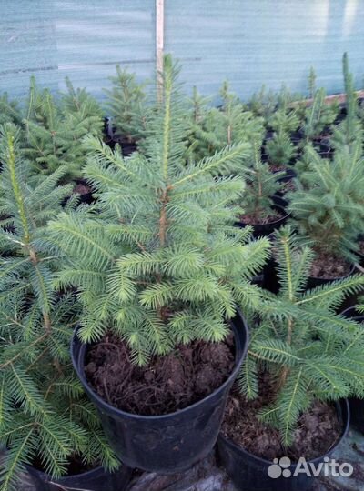 Хвойные растения