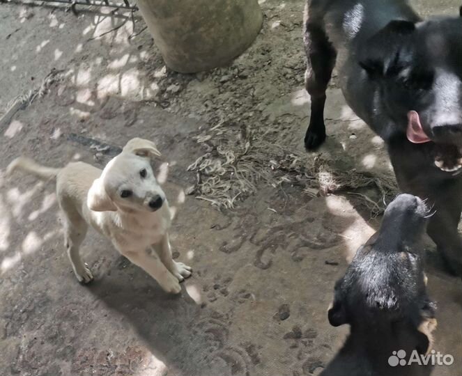 Собака в добрые руки