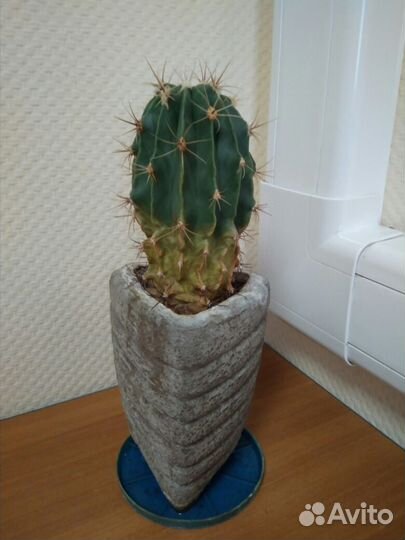 Кактус