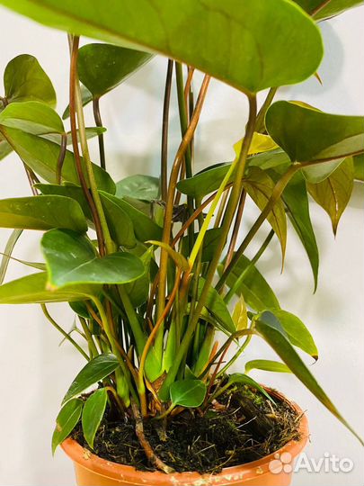 Антуриум черный Блэк Лав